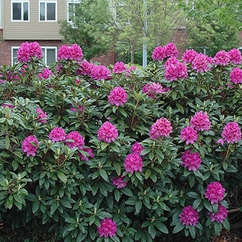 Rhododendron catawbiense 'Anah Kruschke' 