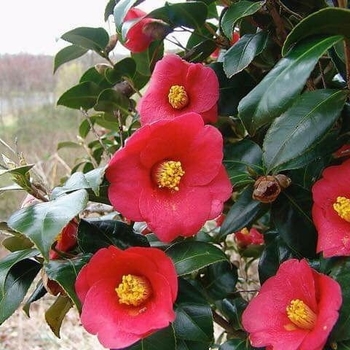 Camellia japonica 'Korean Fire' 