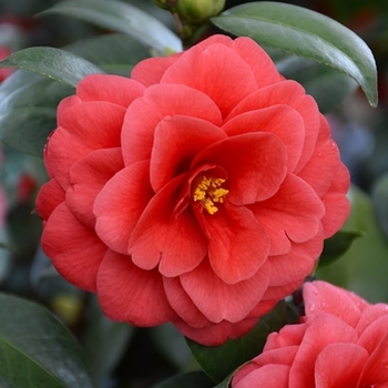 Camellia japonica 'Glen 40' 