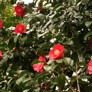 Camellia sasanqua 'Mikuni-ko' 