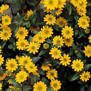 Sanvitalia speciosa 'Million Suns' 