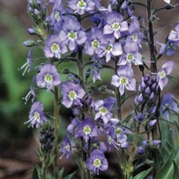 Veronica gentianoides 'Little Blues' 