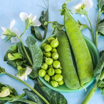 Pisum sativum 'Little Marvel' 