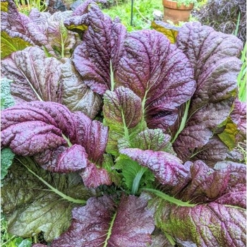 Brassica juncea 'Red Giant' 