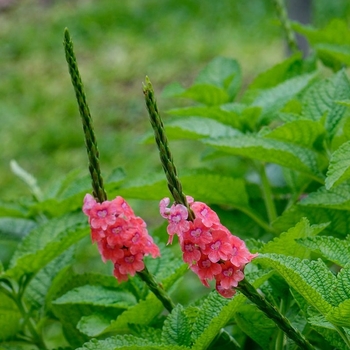 Stachytarpheta mutabilis