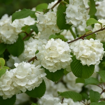 Viburnum plicatum f. plicatum 'Popcorn' 