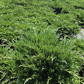 Juniperus chinensis var. sargentii 'Viridis' 