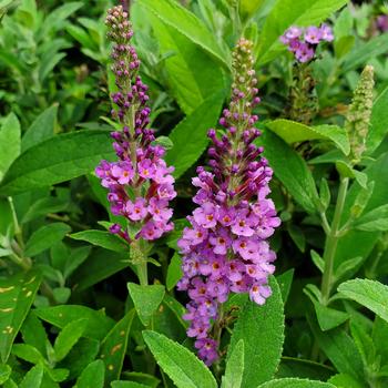 Buddleia 'PODvb3-30' USPP31580P2
