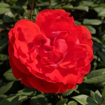 Rosa 'LIM10' USPP26392P3