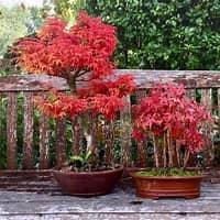 Acer palmatum 'Sekimori' 