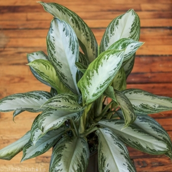 Aglaonema 'Silver Bay' 