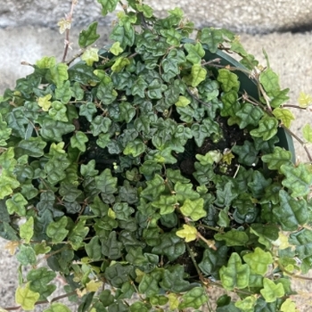 Ficus pumila 'Quercifolia' 