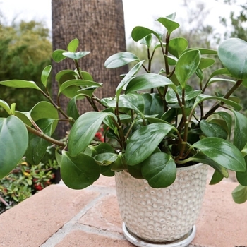 Peperomia obtusifolia