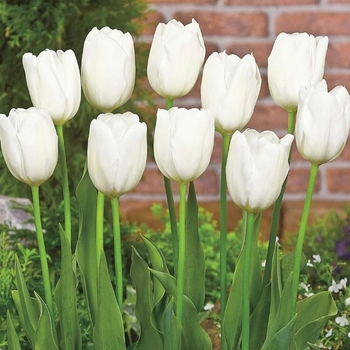 Tulipa 'White Cloud' 