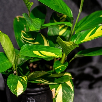 Ctenanthe lubbersiana 'Golden Mosaic' 