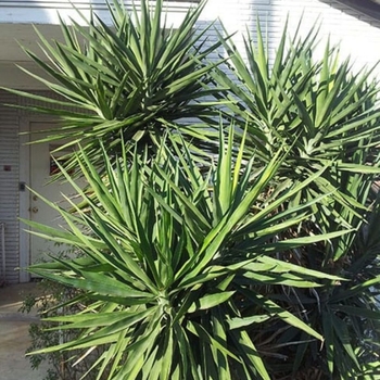 Yucca elephantipes