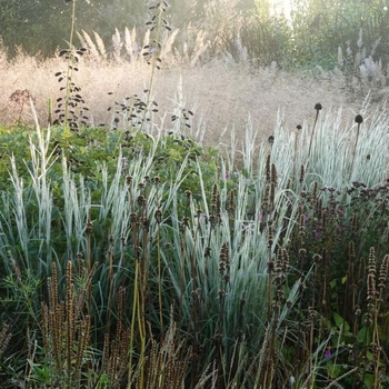 Schizachyrium scoparium 'Ha Ha Tonka' PP32374