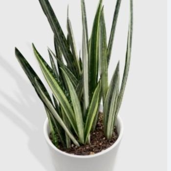 Sansevieria trifasciata 'Bantel's Sensation'