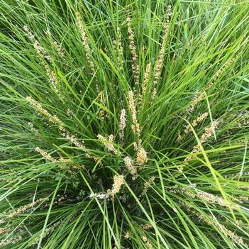 Lomandra longifolia 'LM300' USPP25586P2