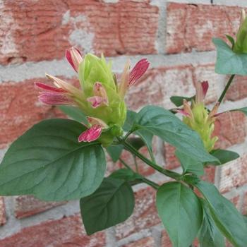 Justicia brandegeana 'Fruit Cocktail'