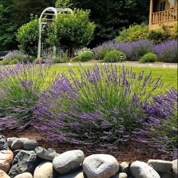 Lavandula x intermedia 'Bridget Chloe'