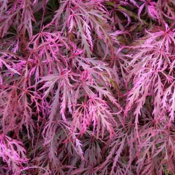 Acer palmatum 'Hana matoi' 
