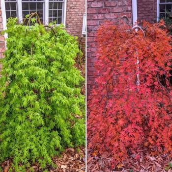 Acer palmatum 'Sekimori' 