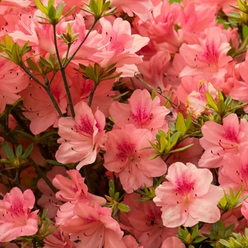 Rhododendron 'Fashion' 