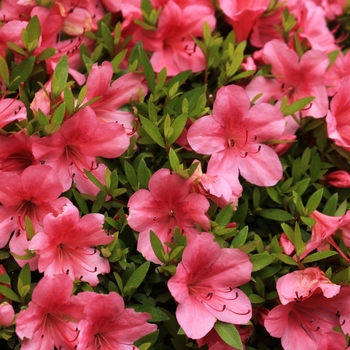 Rhododendron indica 'Southern Charm' 