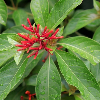 Hamelia patens 'Firefly' 