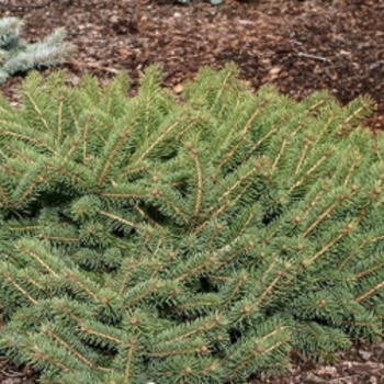 Picea pungens 'Mesa Verda'