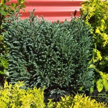 Chamaecyparis pisifera 'Blue Moon' 