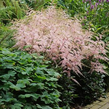 Astilbe simplicifolia 'Hennie Graafland'