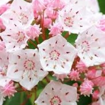Kalmia latifolia 'Elf'
