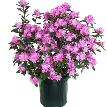 Rhododendron 'PJM Elite Star' 