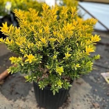 Ilex crenata 'Golden Hoogendorn™' USPP21415P2