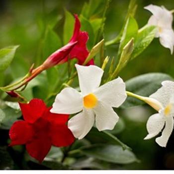Mandevilla 'Bella White' 