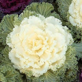 Brassica 'Nagoya White' 