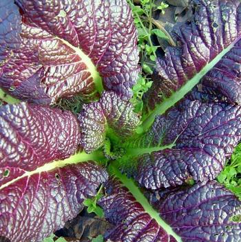 Brassica juncea 'Red Giant' 