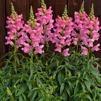 Antirrhinum majus nanum