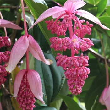 Medinilla magnifica
