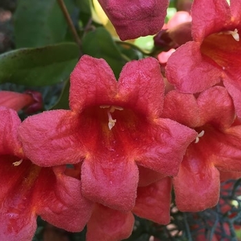 Bignonia capreolata 'Shalimar Red' 