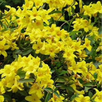 Bignonia capreolata