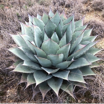 Agave bracteosa 'Monterrey Frost' 