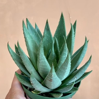 Haworthia