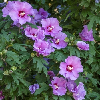 Hibiscus syriacus 'Minerva' 