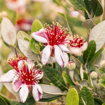 Feijoa sellowiana