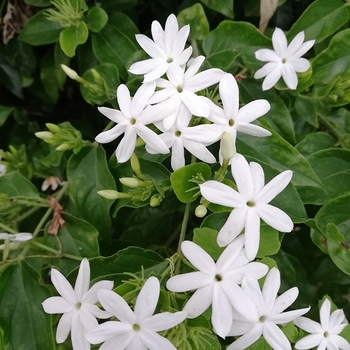Jasminum humile