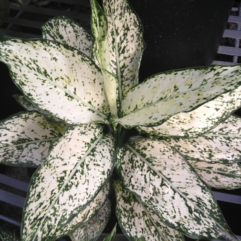 Aglaonema