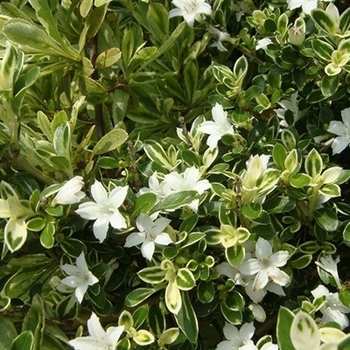 Serissa foetida 'Variegata'